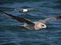 Goéland argenté Larus argentatus argenteus