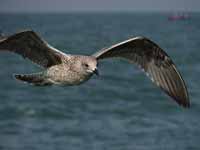 Goéland argenté Larus argentatus argenteus