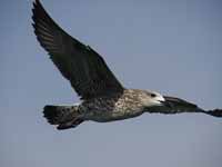 Goéland argenté Larus argentatus argenteus