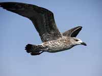 Goéland argenté Larus argentatus argenteus