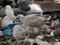 Goéland argenté Larus argentatus R:H0K