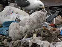 Goéland argenté Larus argentatus R:H0K