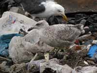 Goéland argenté Larus argentatus R:H0K