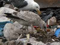 Goéland argenté Larus argentatus R:H0K