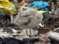 Goéland argenté Larus argentatus R:H0K