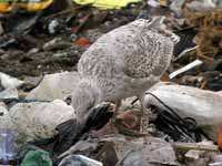 Goéland argenté Larus argentatus R:H0K