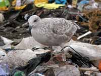 Goéland argenté Larus argentatus R:H0K