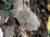 Goéland argenté Larus argentatus R:H0K