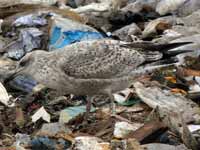 Goéland argenté Larus argentatus R:H0K