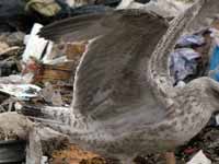 Goéland argenté Larus argentatus R:H0K