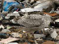 Goéland argenté Larus argentatus R:H0K