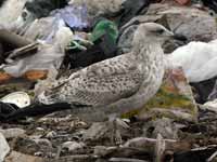 Goéland argenté Larus argentatus R:H0K