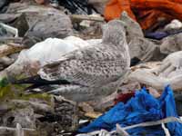 Goéland argenté Larus argentatus R:H0K