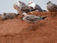 Goéland argenté Larus argentatus R:J5K