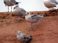 Goéland argenté Larus argentatus R:J5K