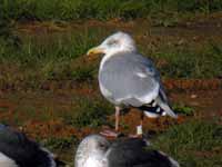 Goéland argenté Larus argentatus J