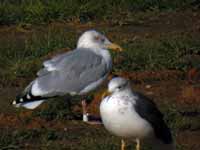 Goéland argenté Larus argentatus J