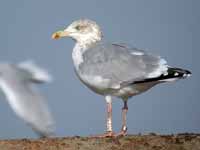 Goéland argenté Larus argentatus R:C3V