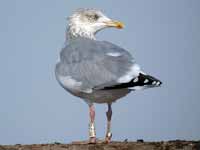 Goéland argenté Larus argentatus R:C3V