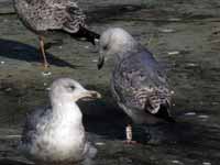 Goéland argenté Larus argentatus R:E4K