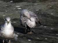 Goéland argenté Larus argentatus R:E4K