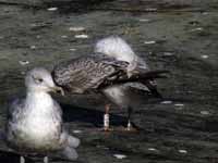 Goéland argenté Larus argentatus R:E4K