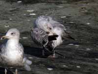 Goéland argenté Larus argentatus R:E4K