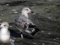 Goéland argenté Larus argentatus R:E4K