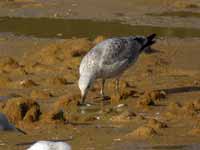 Goéland argenté Larus argentatus R:E8T