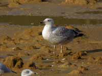 Goéland argenté Larus argentatus R:E8T