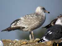 Goéland argenté Larus argentatus R:E9R