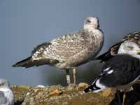 Goéland argenté Larus argentatus R:E9R