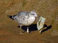 Goéland argenté Larus argentatus R:H2L