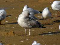 Goéland argenté Larus argentatus R:J0H