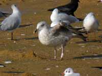 Goéland argenté Larus argentatus R:J0H