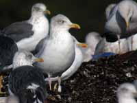 Goéland argenté Larus argentatus R:L2V