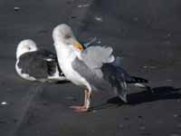 Goéland argenté Larus argentatus R:L2V