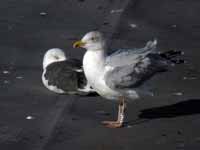 Goéland argenté Larus argentatus R:L2V