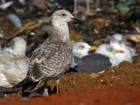 Goéland argenté Larus argentatus R:N4C