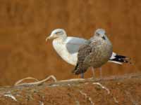 Goéland argenté Larus argentatus B258