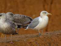 Goéland argenté Larus argentatus B258