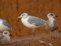 Goéland argenté Larus argentatus B258