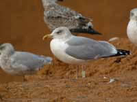 Goéland argenté Larus argentatus R:C8U