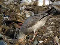 Goéland argenté Larus argentatus R:E6C