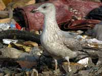 Goéland argenté Larus argentatus R:E6C