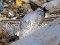 Goéland argenté Larus argentatus R:E6C