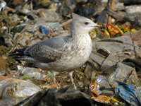 Goéland argenté Larus argentatus R:E6C