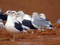 Goéland argenté Larus argentatus R:L3K