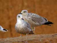 Goéland argenté Larus argentatus V·D