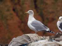 Goéland argenté Larus argentatus HS